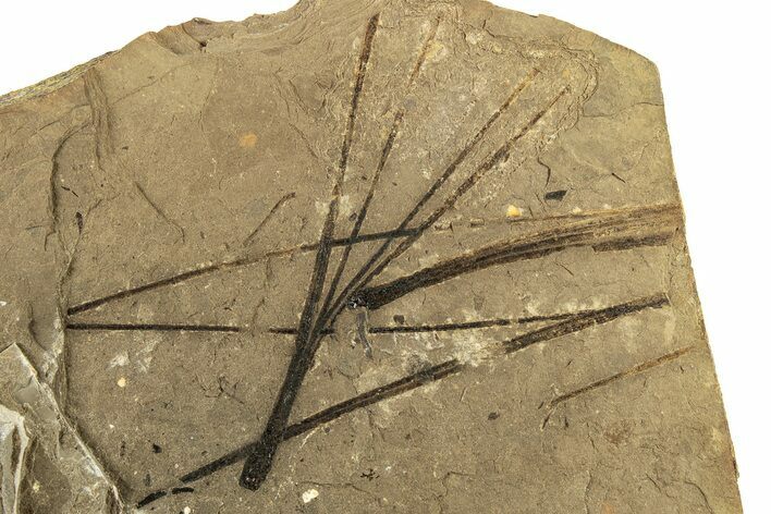 Plate of Fossil Pine Needles (Pinus) - McAbee Fossil Beds, BC #226132